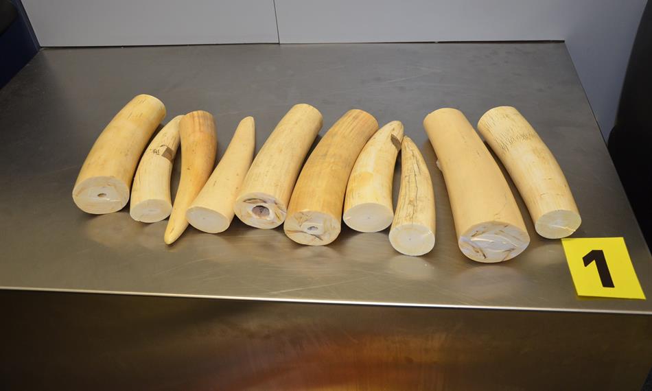 2014-2-24-12219. foto sloní kly.jpg